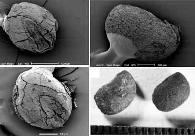 neolithic seeds millet mung horsegram