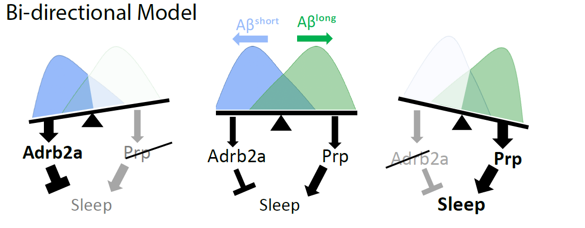 Amyloid beta model