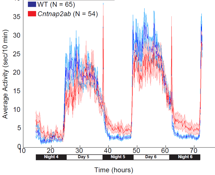 cntnap2 mutant activity trace