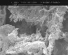 SEM image of bacterial biofilm