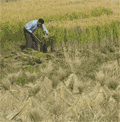 rice harvest Zhejiang
