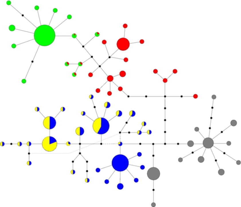 Coloured cladogram