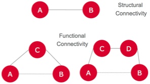 whole brain connectivity matrix