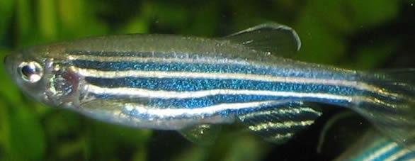 zebrafish