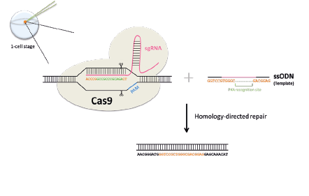 CRISPR-Cas9 explanation diagram