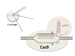 Crispr