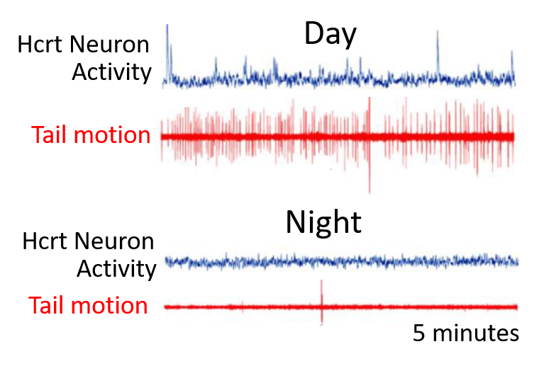 Calcium signals from a single Hcrt neuron