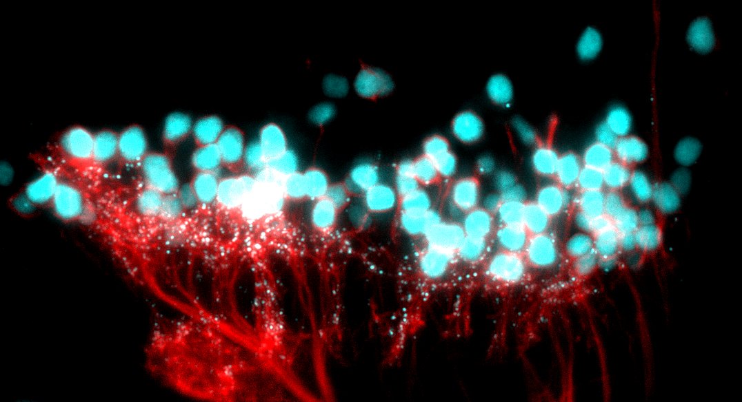 Synapses visualised in live zebrafish