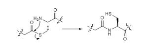 Chemical Ligation