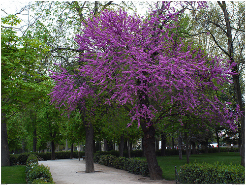 jacaranda-retiro.jpg