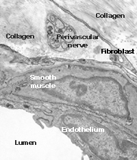 Structure of blood vessel wall.