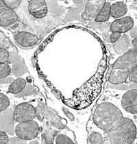 Figure 3. Myocardial capillary producing nitric oxide