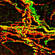 Perivascular nerves of mesenteric artery