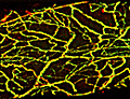 Perivascular nerves of mesenteric artery.