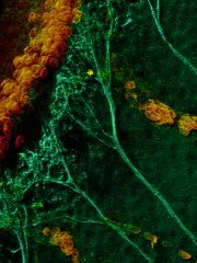 Immature ganglion cell axons converge into bundles as they leave the margin of a growing retina