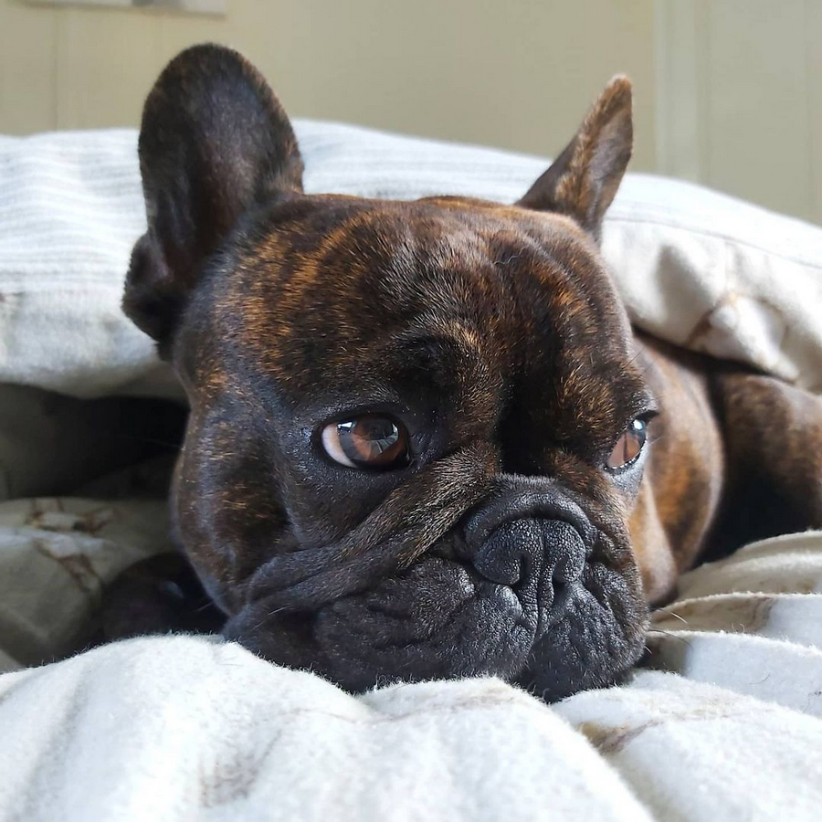 Ragnar the dog lies on a bed