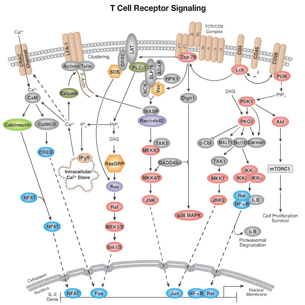 T-Receptor Signalling Pathway