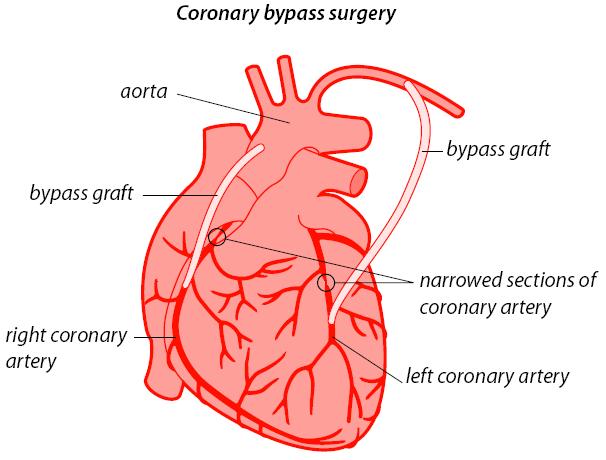 read nerve organ and tissue