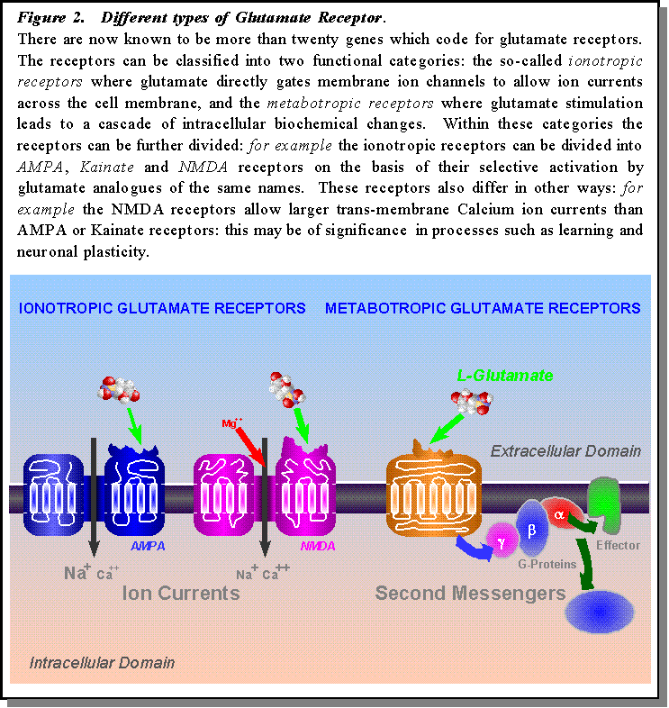 Figure 2: Different types of Glutamate Receptor