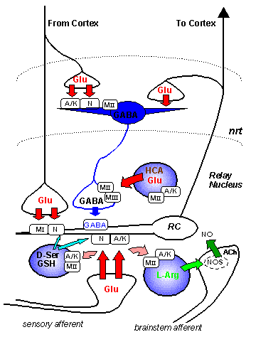 Thalamic Circuit