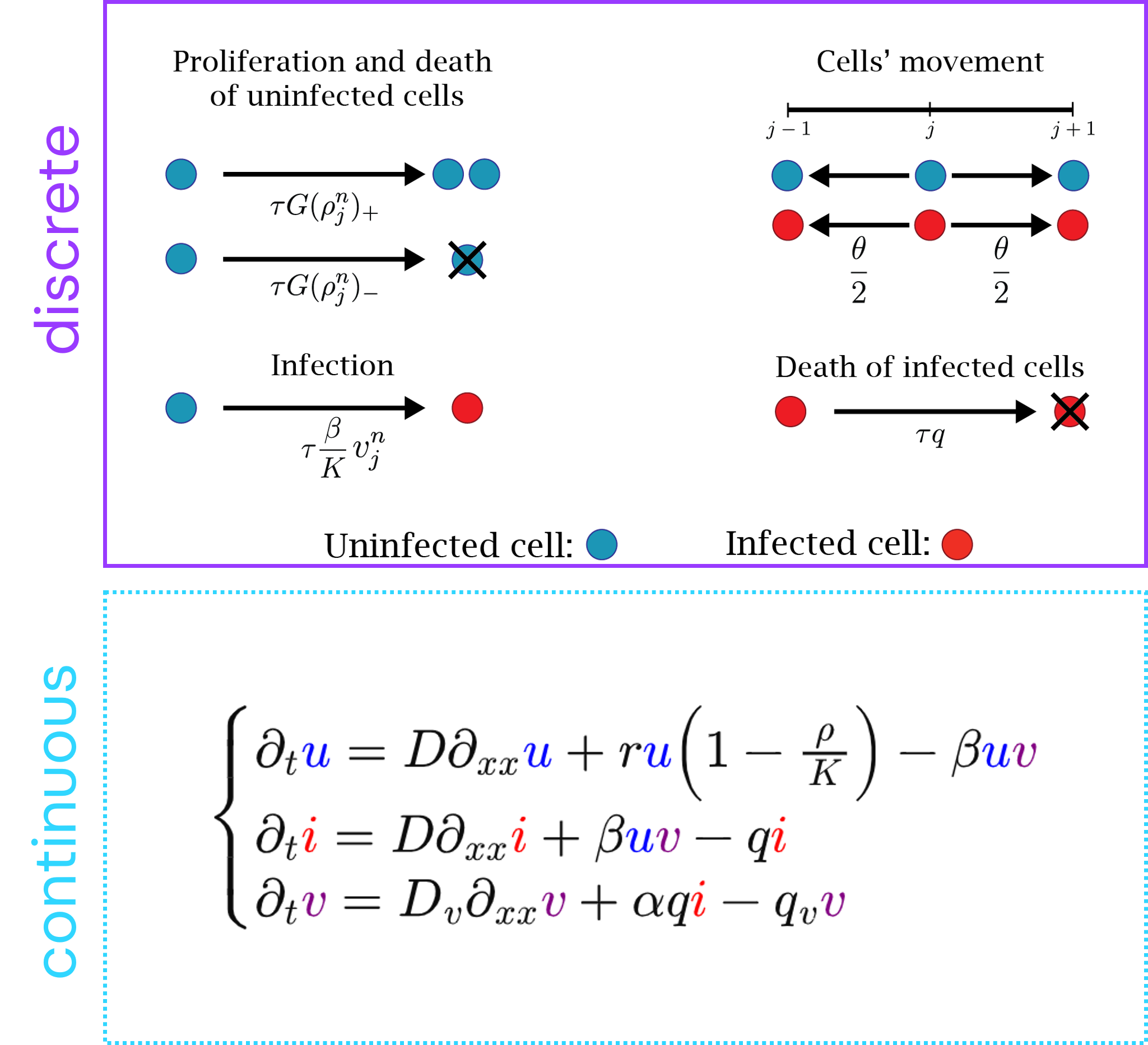 Discrete and continuous models