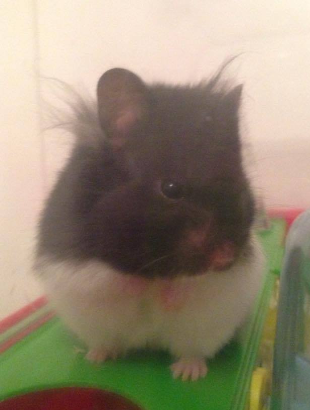 picture of hammie