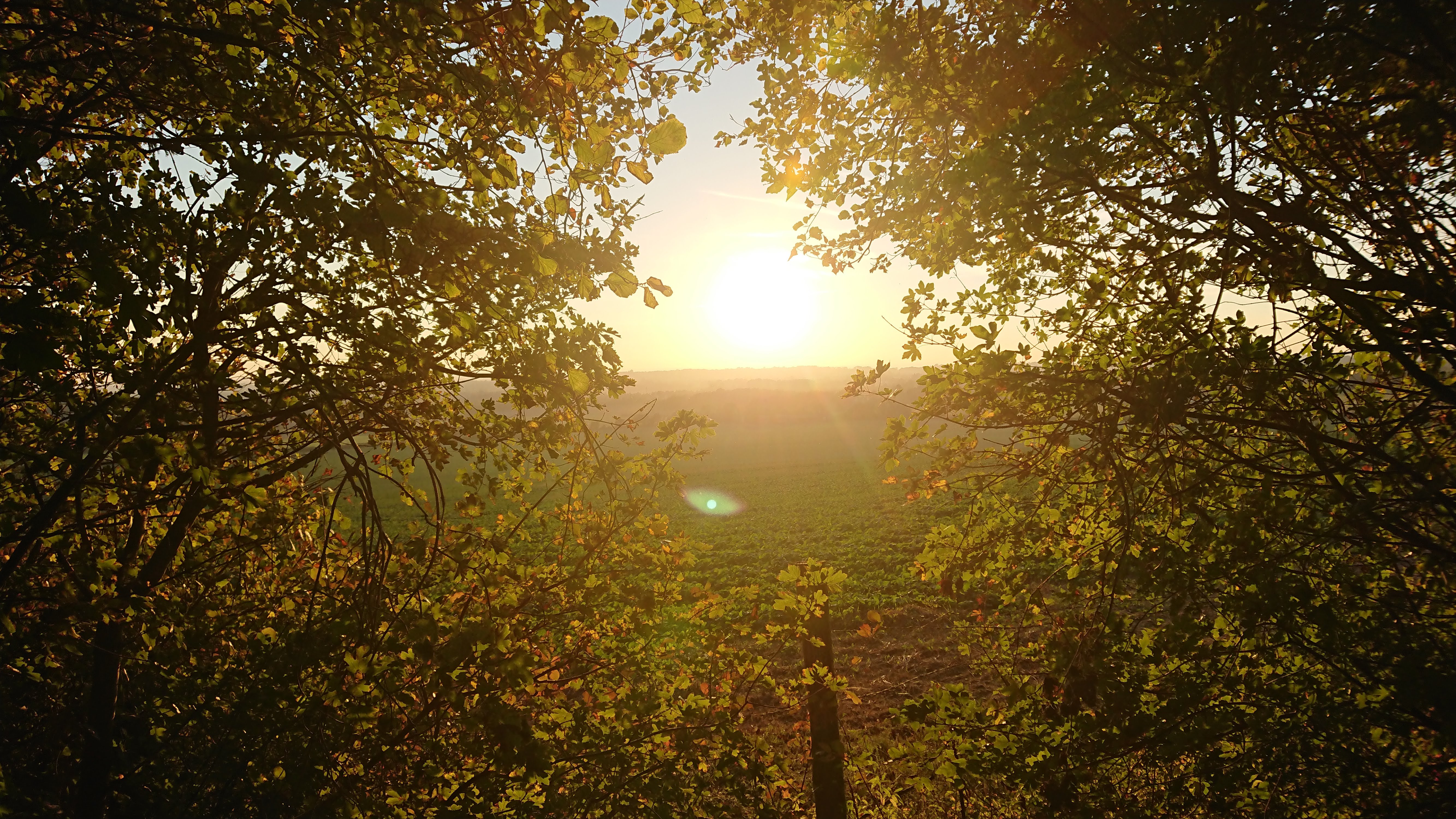 Bright sunlight shining through trees, somewhere in Kent