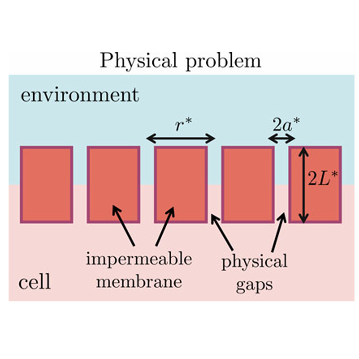 Effective permeability conditions for diffusive transport through impermeable membranes with gaps