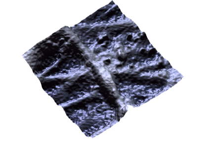neuronal processes imaged by scanning ion conductance microscopy