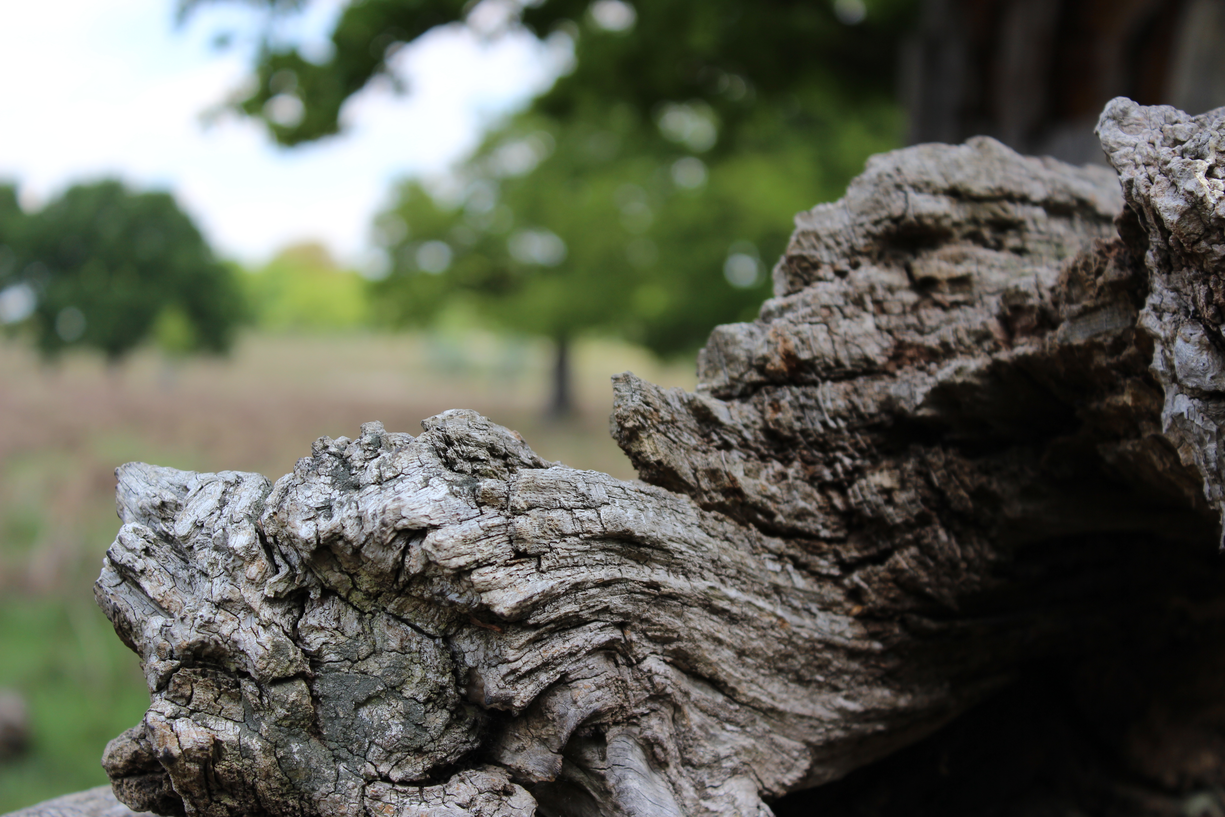 Richmond Park Log