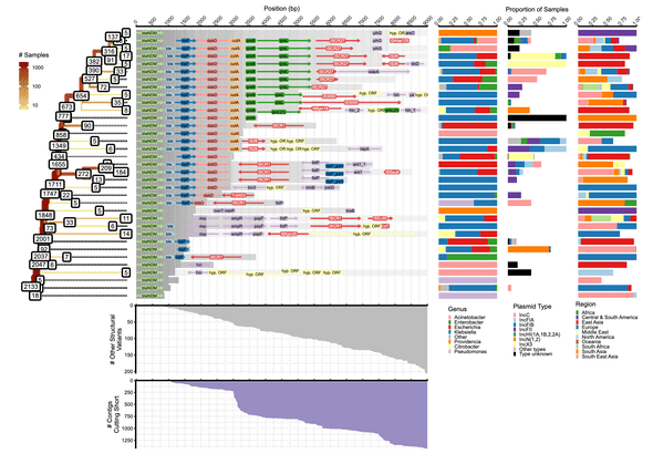 Splitting of structural variants downstream of blaNDM.