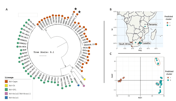 A) A midpoint rooted maximum likelihood (ML) tree constructed from 1,205 high-quality SNPs within the 178-kbp mitochondrial genome. The phylogeny was generated using RAxML utilizing the generalized time reversible (GTR) model and category (CAT) rate approximation. The two Kihansi archival samples are highlighted with stars. The five major lineages of Bd are denoted by tip color with good bootstrap support between divergence events. B) Map of southern Africa indicating the location of BdCAPE and BdGPL isolates considered for maximum-likelihood genetic clustering. C) Principal component analysis (PC 1-2) based on mitochondrial SNPs (45 individuals, 724 SNPs), generated from WGS of cultured South African Bd isolates plus the two Kihansi archival samples (circled black). Colours are based on predicted clustering generated using snapclust in R, which fully resolved both BdGPL and BdCAPE lineages. Four Pinetown isolates that harbored regions of elevated SNP density are circled in orange.*