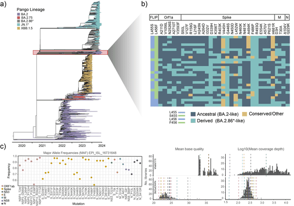 Identification of BA.2.86-like evolutionary intermediates.