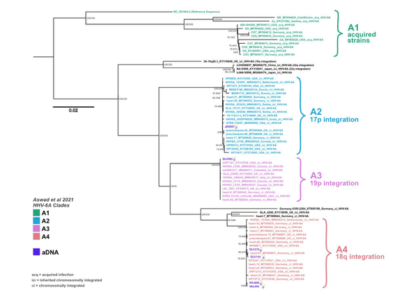 Midpoint-rooted maximum likelihood phylogeny for Human betaherpesvirus 6A using 66 modern and 6 ancient genomes.