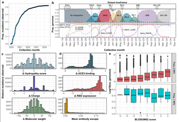 The phenotypic landscape of mutations in SARS-CoV-2.