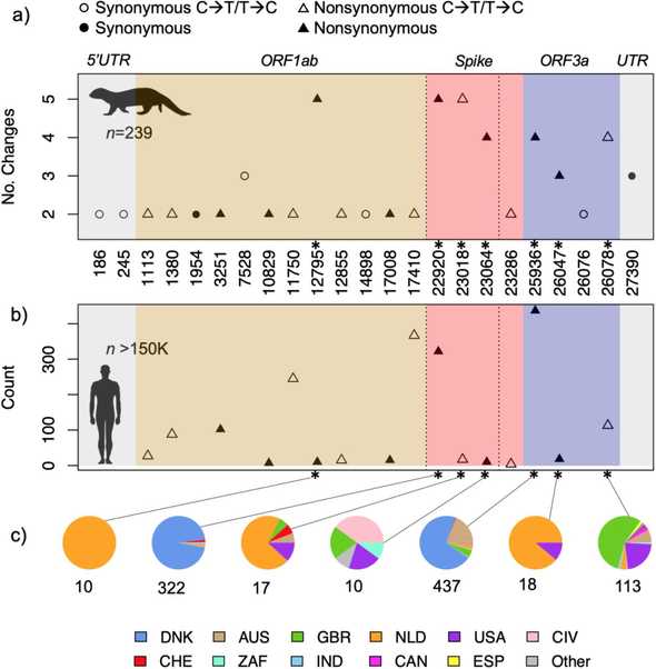 Recurrent mutations identified in the mink SARS-CoV-2 alignment.