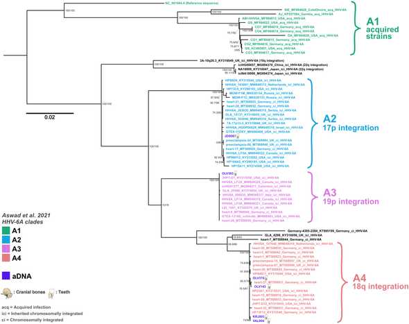 Midpoint-rooted maximum likelihood phylogeny for HHV-6A using 66 modern and 6 ancient genomes.