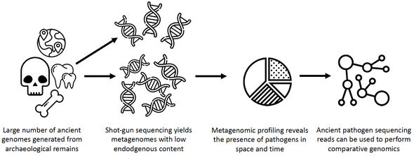 Shot-gun sequencing of ancient DNA provides a plethora of information on the ancient host and associated microbial (pathogen) content.