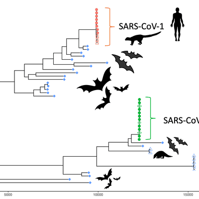 SARS-CoV-2 and the coronaviridae - secondary image