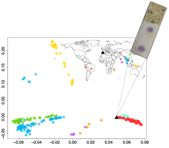 Eradicated European P. vivax sequenced from medical microscopy slides demonatrates a close affinity to the Americas.