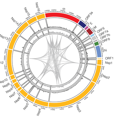 SARS-CoV-2 and the coronaviridae - tertiary image
