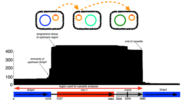 Alignment over the mcr-1 composite transposon across a global dataset of bacteria carrying mcr-1. Adapted from Wang, van Dorp & Shaw et al. (2018)., Nature Communications. 9,1179.