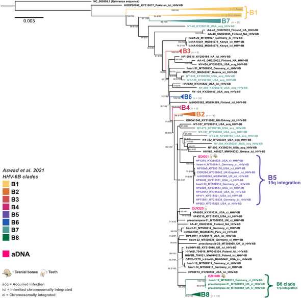 Maximum likelihood phylogeny for HHV-6B using 214 modern and 3 ancient genomes.
