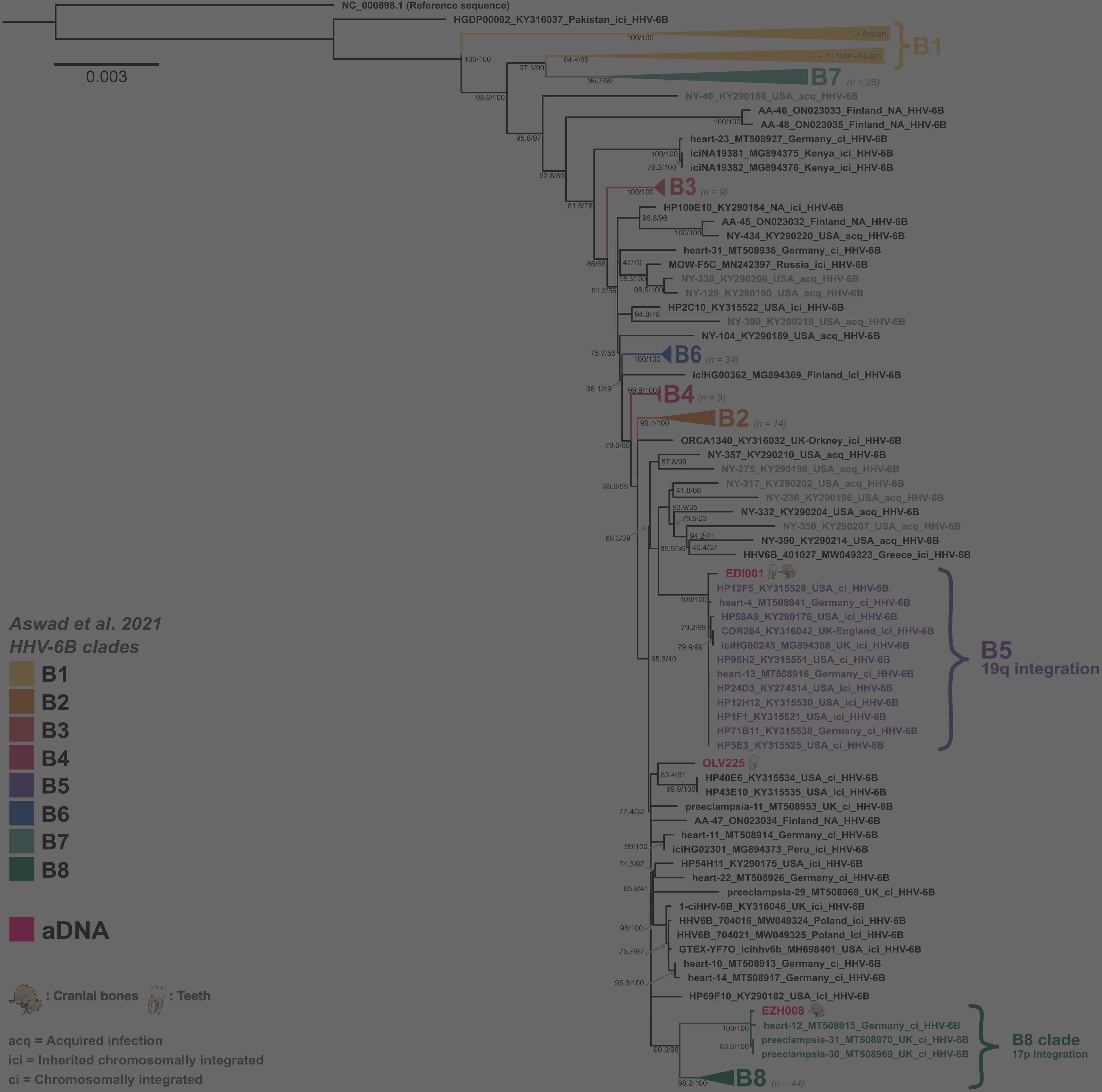 New manuscript in Science Advances tracing 2500 years of human betaherpesvirus evolution through ancient DNA