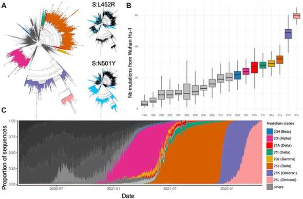 Lineage dynamic of the SARS-CoV-2 population.