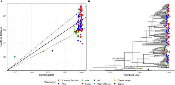 Temporal signal in the Paratyphi C clade. (A) Regression of the root-to-tip distance and collection date of the samples present in the tree, with 1 × 107 permutations. R2 = 0.44, p < 1.00 × 10−4. Dotted lines provide the 95% CI. (B) Time-calibrated phylogenetic tree of the curated Paratyphi C dataset. X axis provides the time of collection date. Gray bars at each node denote the 95% CI of the estimated divergence times. Key divergence estimates are highlighted and discussed in the text.