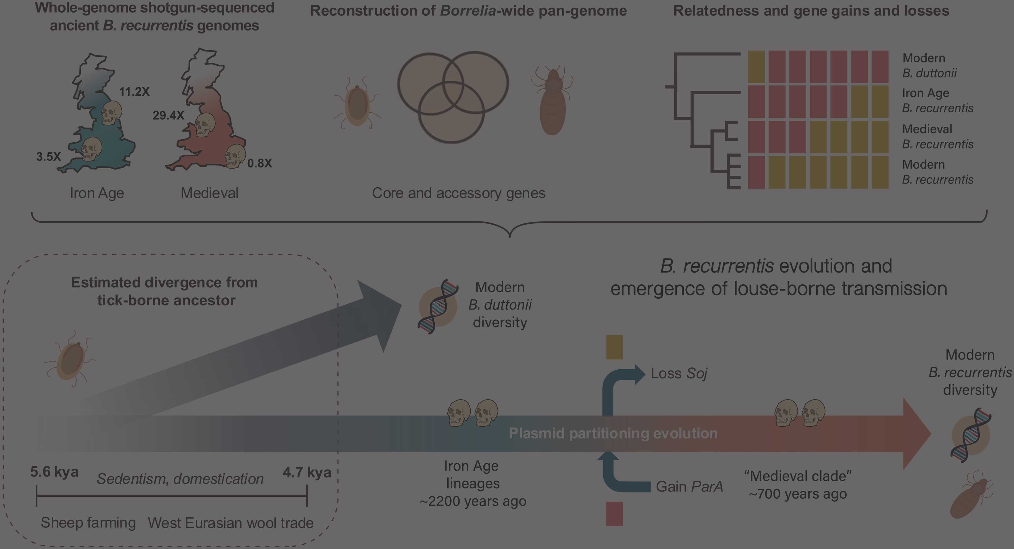 BBC Science in Action featuring our work on Borrelia