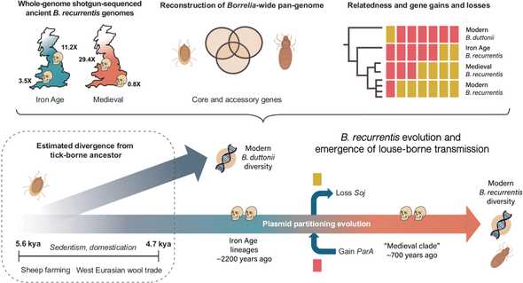 Inferred events in the emergence of louse-borne relapsing fever.