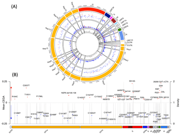 (A) Circular representation of the genomic structure of SARS-CoV-2 with associated mean CEGA scores. From outer to inner circles: Gene names; mean CEGA score (red: positive; blue: negative) with those estimated at deletions denoted *; Number of independent emergences used for CEGA computation; density of sites tested using a window of 20 nucleotides. (B) Sites along the genome with mean CEGA scores plotted for those falling in the upper and lower 5% of estimates. Non-synonymous sites are highlighted with a triangle with associated amino acid change, synonymous sites are depicted with a square with associated nucleotide change, deletions are shown with a *. As in (A) positive scores are depicted red with negative scores depicted blue.
