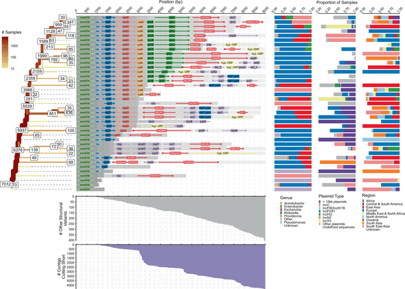 Splitting of structural variants downstream of blaNDM.